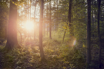 Setting sun shining through tree trunks in beautiful green fores