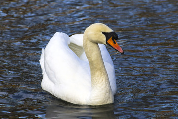 Obraz premium Beautiful white swan swim in the lake, on the dark surface of the water. Horizontal contrast picture.