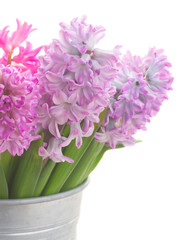 Pink and violet hyacinths