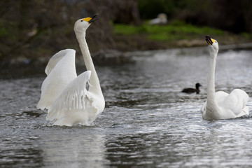 Naklejka premium Whooper Swan