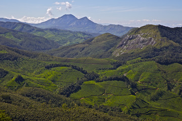 Fototapeta premium A beautiful view of tea plantations in Munnar, Kerela, India.
