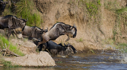 Obraz na płótnie Canvas Wildebeest jumping into Mara River. Great Migration. Kenya. Tanzania. Masai Mara National Park. An excellent illustration.