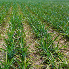 Obraz premium Pineapple fields