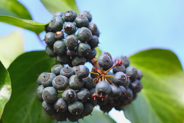 bacche edera