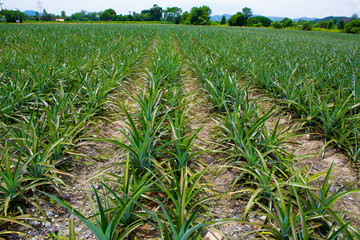 Fototapeta premium Pineapple fields