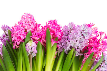 Obraz premium Pink and violet hyacinths