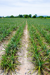 Naklejka premium Pineapple fields