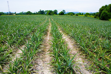 Naklejka premium Pineapple fields