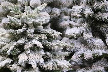 The image of white fir-tree
