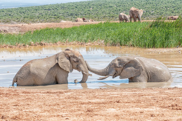 Fototapeta premium Elephants playing in a waterhole