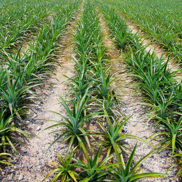 Pineapple fields