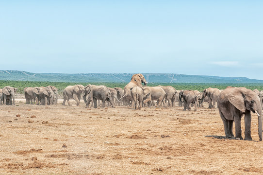 Large herd of elephants