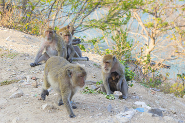 Fototapeta premium Macaque monkey family on rock