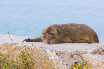 Macaque monkey lying on rock