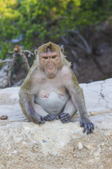 Macaque monkey sitting on rock