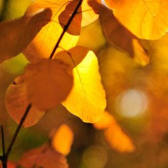 autumn leaves in sunlight