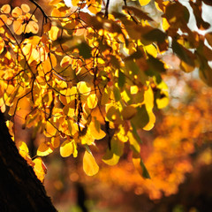 autumn leaves in sunlight