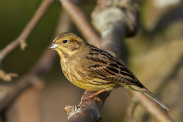 Yellowhammer (Emberiza citrinella)