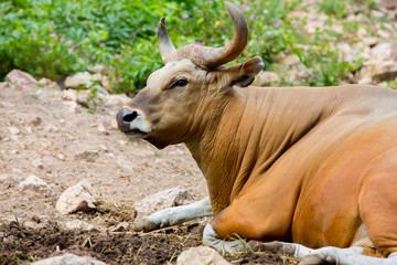 Banteng, red bull in rainforest of Thailand.