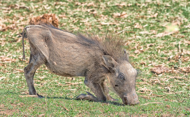 Young warthog grazing