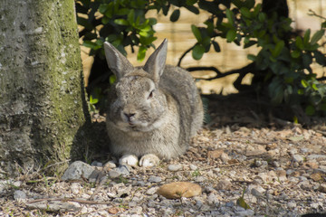 rabbit in the forest