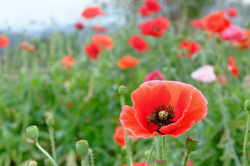 red opium poppy flower with bees