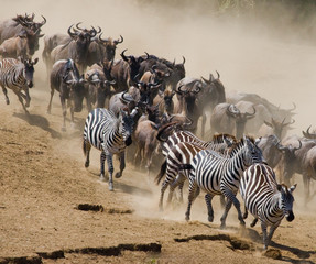Fototapeta na wymiar Wildebeest run to the Mara river. Great Migration. Kenya. Tanzania. Masai Mara National Park. An excellent illustration.