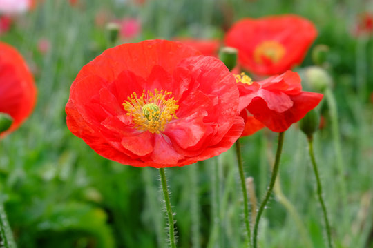 red opium poppy flower in garden