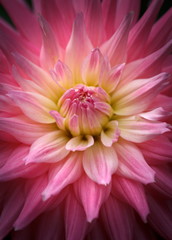 Closeup of a beautiful dahlia flower in pink pastel tones
