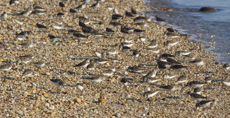 Shore birds eating on the beach