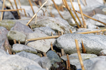 Close up of pebbles and reed straw at the coast