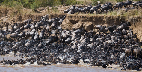 Wildebeests are crossing Mara river. Great Migration. Kenya. Tanzania. Masai Mara National Park. An excellent illustration.