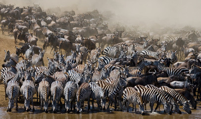 Fototapety  Wielkie stado gnu jest nad rzeką Mara. Wielka migracja. Kenia. Tanzania. Park Narodowy Masai Mara. Doskonała ilustracja.