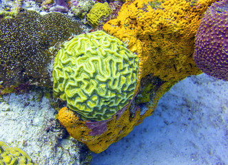Brain Coral