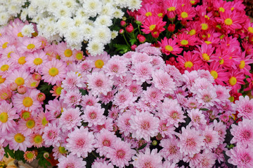 Group of pink chrysanthemum flower