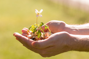 Hackschnitzel - Nachhaltige Energie