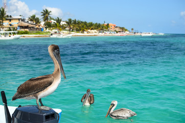 Brown pelicans in Caribbean sea next to the tropical paradise coast 