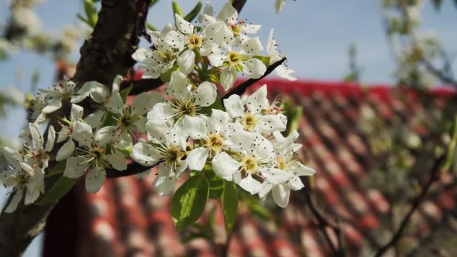  Rama de Peral con Flores
 -  Rama de Peral con brote de Flores moviendose con el viento en primavera . Sobre fondo del tejado de una casa