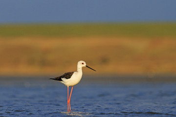Black-winged stilt of beautiful colors
