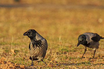 pair of crows gathers materials for the nest