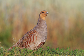 Grey partridge beautiful poses in the grass