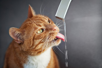 Fototapeta premium red cat drinks water from faucet