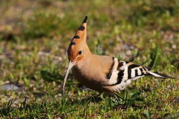 beautiful  Eurasian Hoopoe on green grass, upupa epops 