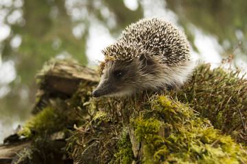 European hedgehog in the forest saw something
