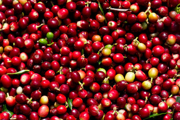Coffee beans ripening