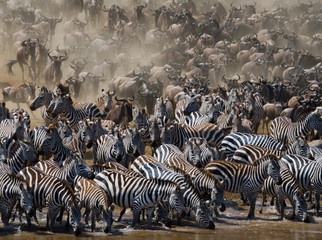 Fototapeta na wymiar Big herd of wildebeest is about Mara River. Great Migration. Kenya. Tanzania. Masai Mara National Park. An excellent illustration.