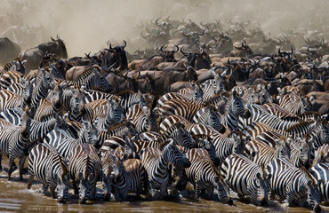 Obraz na płótnie Canvas Big herd of wildebeest is about Mara River. Great Migration. Kenya. Tanzania. Masai Mara National Park. An excellent illustration.