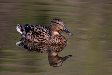 Canard