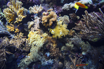 Naklejka na ściany i meble Coral reef full of little colorful fish
