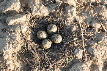 Eggs in the nest of Lapwing (Vanellus vanellus)